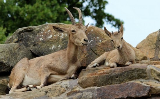 Dalyan animal species