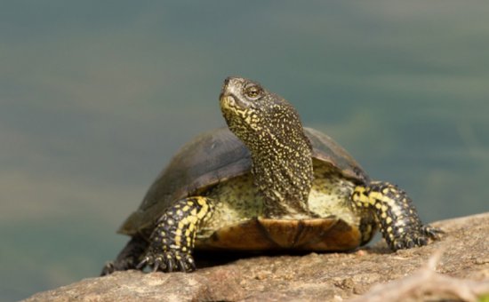 Dalyan animal species