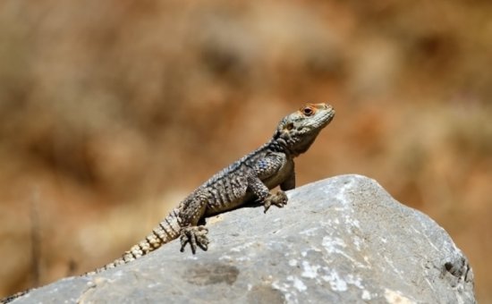 Dalyan animal species