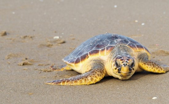 Dalyan caretta carettalar