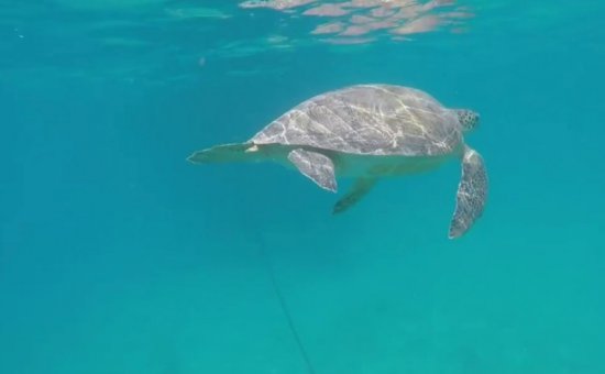 Dalyan caretta carettalar