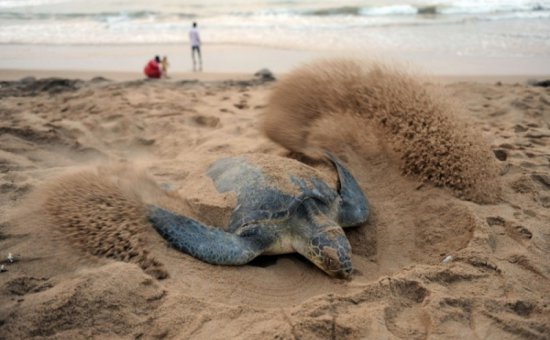 Dalyan caretta carettalar