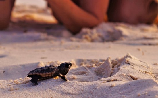 Dalyan (caretta caretta)